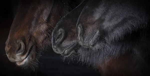 Cavalos Livre Durante Dia — Fotografia de Stock