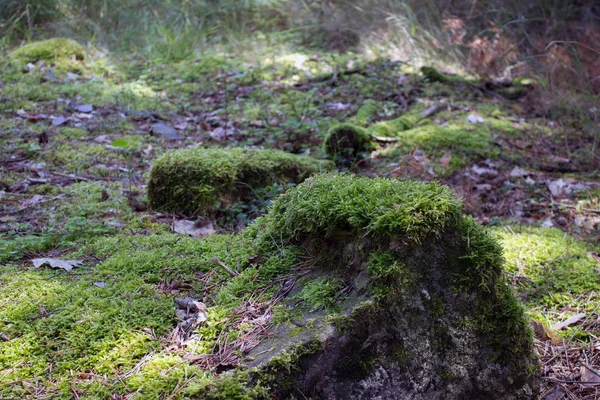 森の中の石の苔 — ストック写真