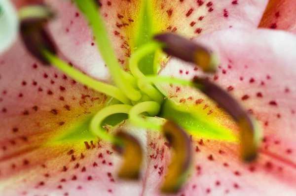 Detalhes Close Shot Flor Gladiolus — Fotografia de Stock
