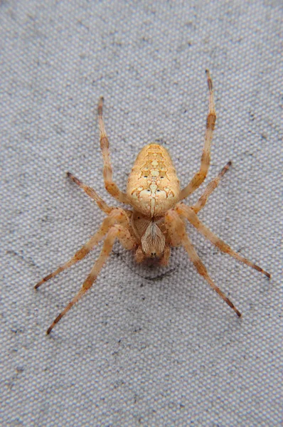 Garden Spider Insect Animal — Stock Photo, Image