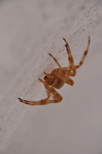 Aranha Jardim Inseto Animal — Fotografia de Stock