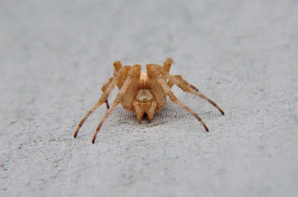 Aranha Jardim Inseto Animal — Fotografia de Stock