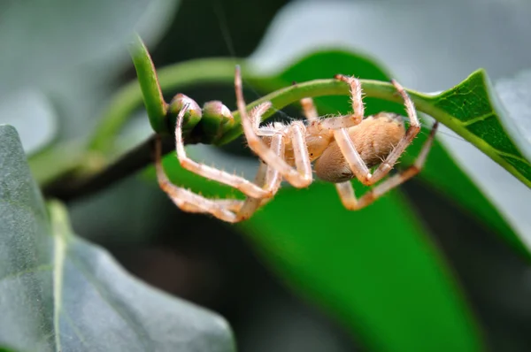 Ragno Giardino Animale Insetto — Foto Stock