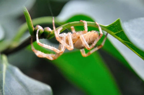 Araignée Jardin Insecte Animal — Photo
