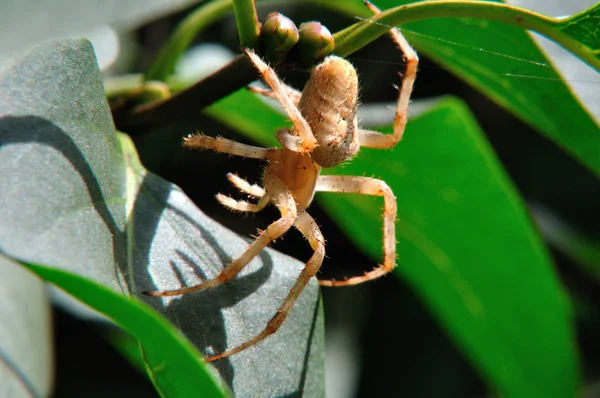 Κίτρινη Αράχνη Κήπου Araneus Diadematus Στον Ιστό Της — Φωτογραφία Αρχείου