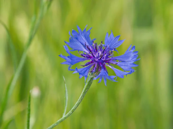 Scenic View Beautiful Blooming Cornflower — Stock Photo, Image