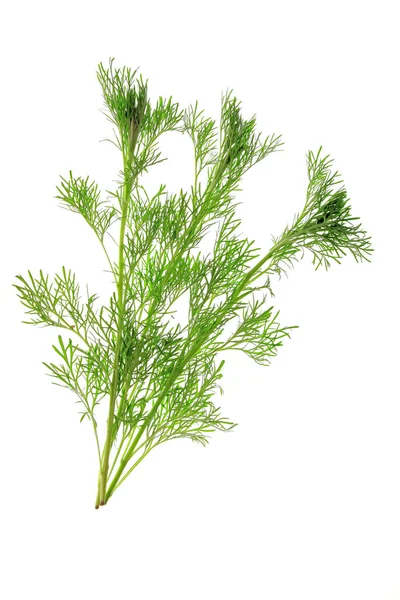 Wildschweinraute Artemisia Abrotanum Isoliert Vor Weißem Hintergrund — Stockfoto