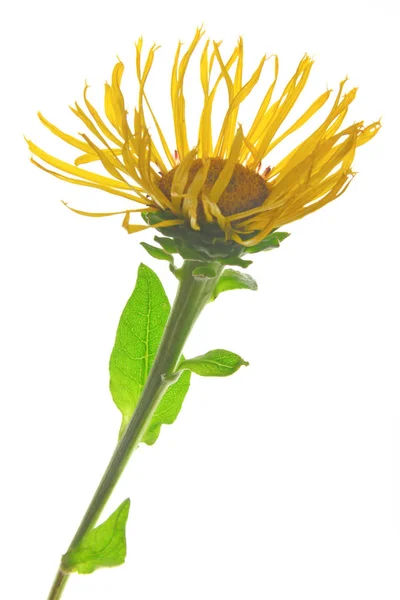 Elecampane Inula Helenium Bunga Dikecualikan Sebelum Latar Belakang Putih — Stok Foto