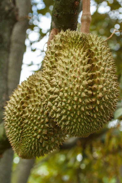 Durian Frukt Trädet — Stockfoto