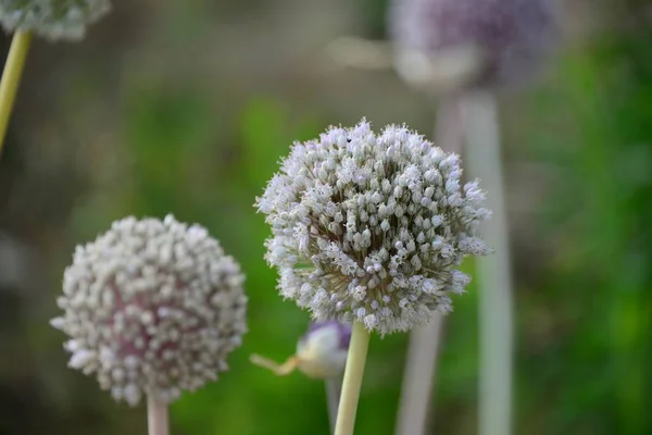 Nasiona Cebuli Dzika Flora Roślinna — Zdjęcie stockowe