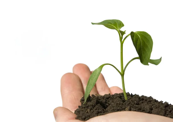 Planta Verde Crescente Uma Mão Isolada Branco — Fotografia de Stock