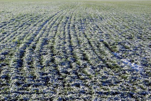 Frisch Gemähter Grüner Rasen Nachmittag — Stockfoto