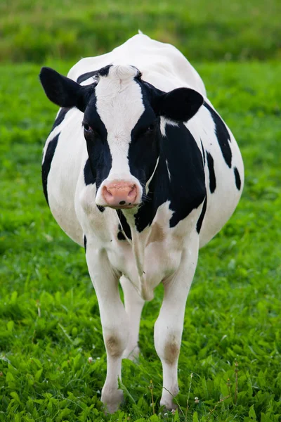 Dutch Cow Meadow — Stock Photo, Image