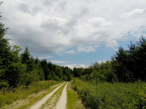 Caminho Através Floresta — Fotografia de Stock