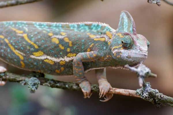 Chamäleontier Tropisches Echsenreptil — Stockfoto