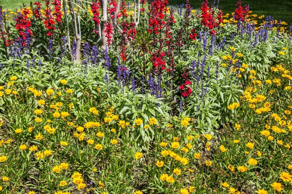 Rabatten Med Ett Färgstarkt Hav U200B U200Bflowers — Stockfoto