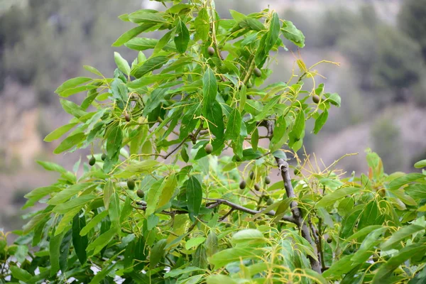 Avocados Auf Baum Grünen Blättern Flora Und Laub — Stockfoto