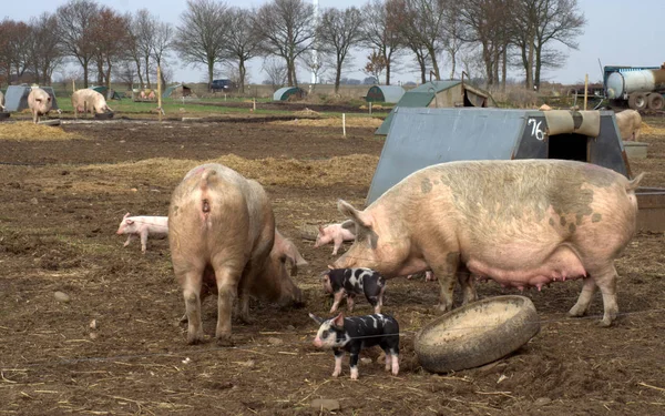 在自由放养的猪 — 图库照片