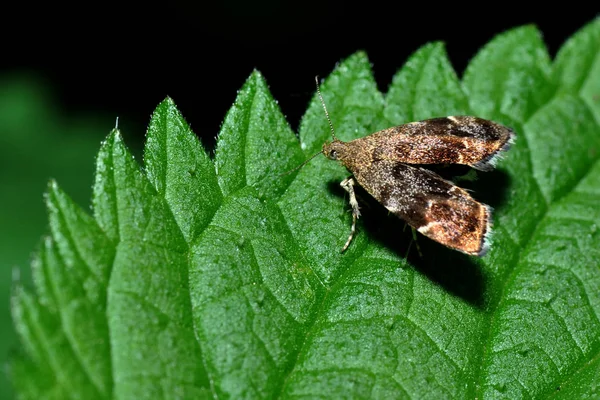 Papillon Ailes Sphériques Sur Feuille — Photo