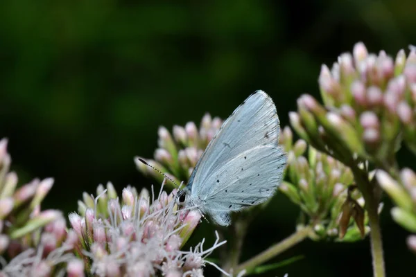 Borboleta Branca Flora Ambiente Inseto — Fotografia de Stock