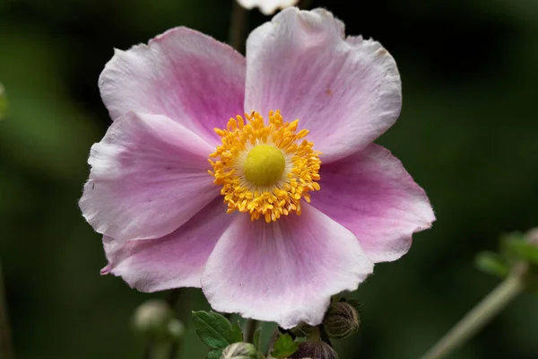 Bellissimi Fiori Anemone Fiore — Foto Stock