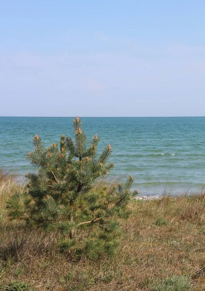 Nadelbaum Der Ostseeküste — Stockfoto