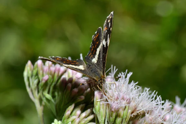 Primo Piano Della Farfalla Habitat Concetto Natura Selvaggia — Foto Stock