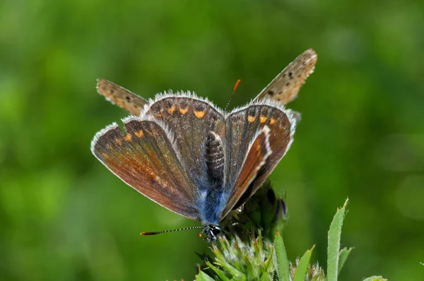 Gros Plan Bug Nature Sauvage — Photo