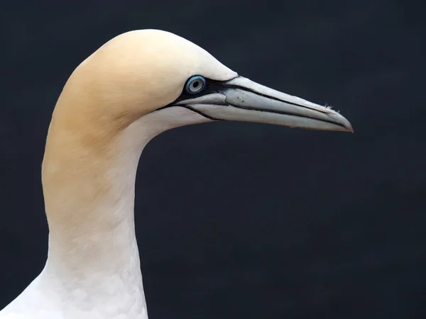 Vacker Utsikt Över Gannets Fåglar Naturen — Stockfoto