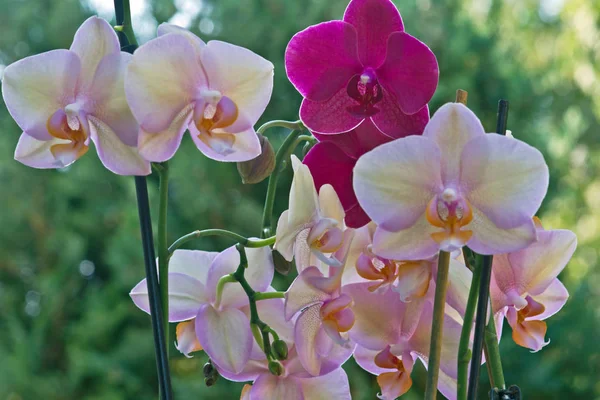 Botanik Flora Orchideenblume — Stockfoto
