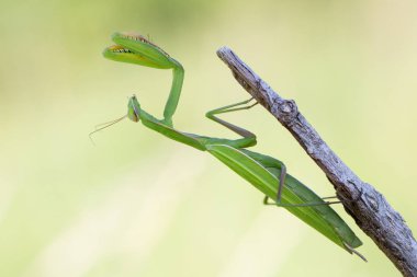 Praying Mantis insect, bug clipart