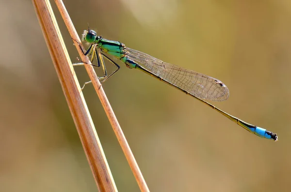 Close Macro View Van Libelle Insect — Stockfoto