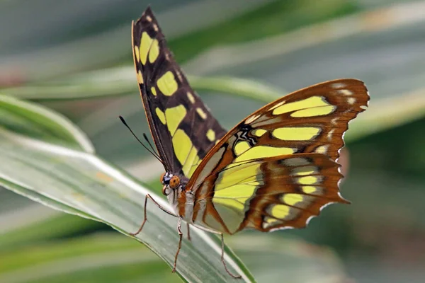 Малахитовые Бабочки Siproeta Stelenes — стоковое фото
