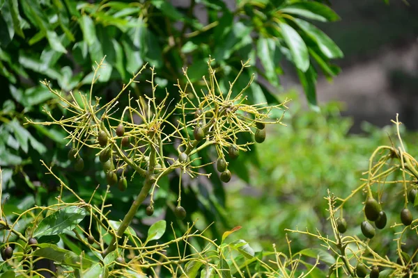 Avocados Árbol Hojas Verdes Flora Follaje — Foto de Stock