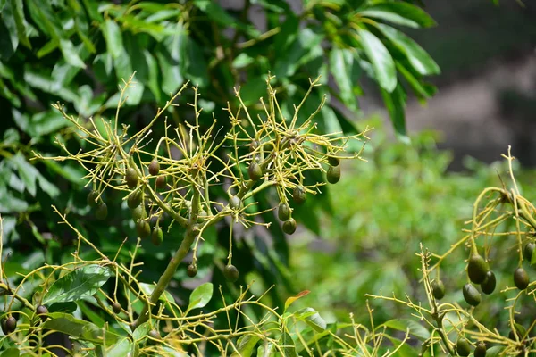 Abacates Árvore Folhas Verdes Flora Folhagem — Fotografia de Stock