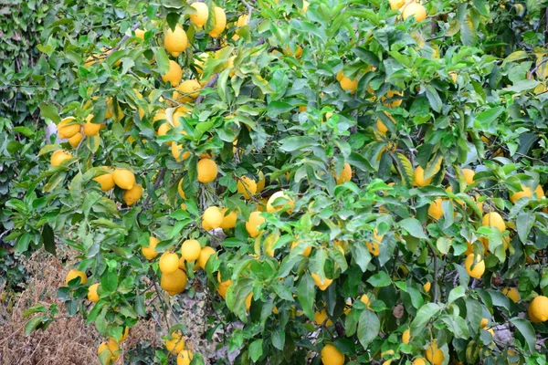 Лимонное Дерево Испании — стоковое фото