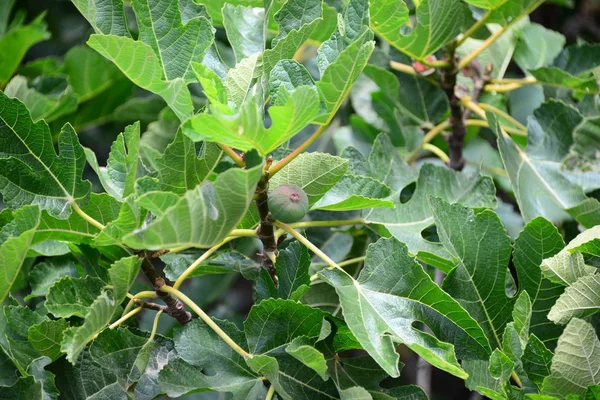 Feigenfrüchte Baumgrüne Blätter Obstbaum — Stockfoto