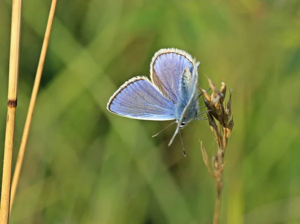 Гоміні Блакитний Polyommatus Icarus — стокове фото