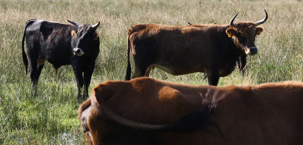 Vacas Paisaje Natural Enfoque Selectivo — Foto de Stock