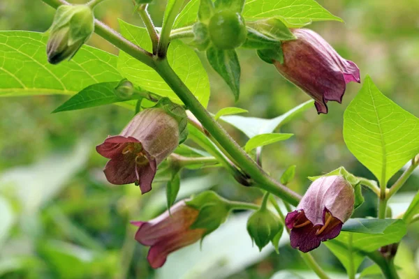 Fleurs Black Belladonna Belladonna — Photo