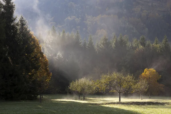 Clareira Florestal Neblina — Fotografia de Stock