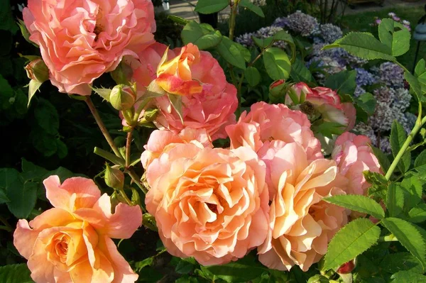 Рожеві Троянди Фон Копіювати Простір — стокове фото
