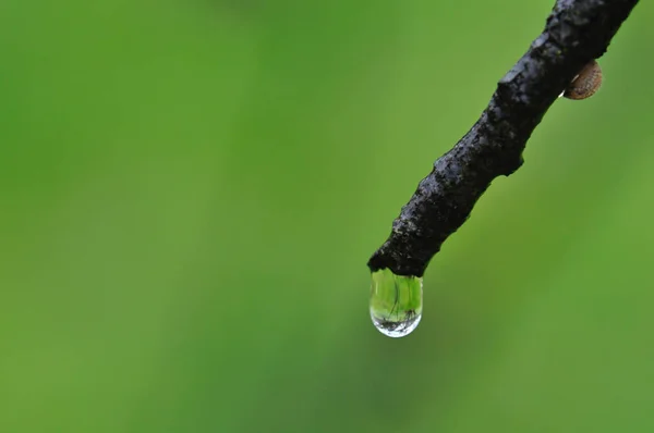 Droplet Makro Gałęzi Drzewa Deszczowa Pogoda Natura Streszczenie Tło — Zdjęcie stockowe