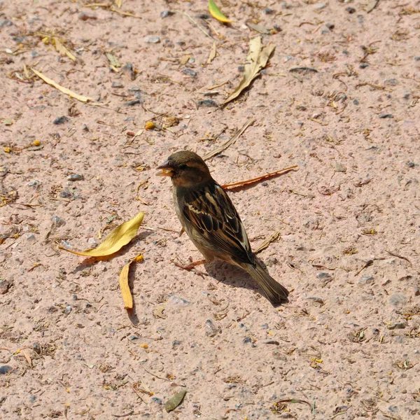 麻雀褐色的小麻雀以种子为食 动物背景 — 图库照片