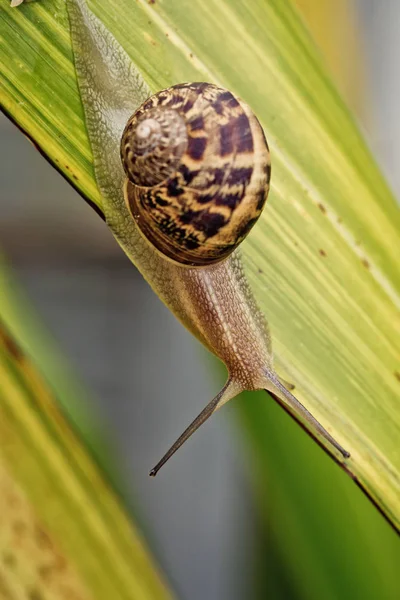 Snail Invertebrate Helix Mollusk — Stock Photo, Image