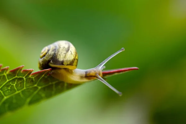 Lumaca Nel Giardino Estivo — Foto Stock