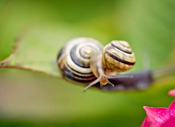 Snail Summer Garden — Stock Photo, Image