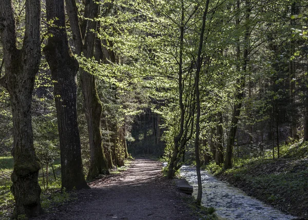 森の中の小川 — ストック写真