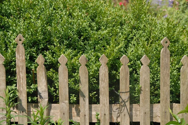 Garden Fence Annual Fence — Stock Photo, Image