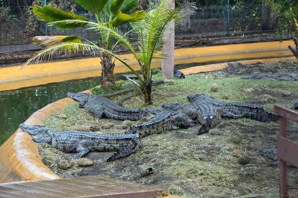 Krokodil Veszélyes Kétéltű Állat — Stock Fotó